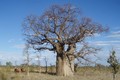 Loài cây bao báp tại vùng sa mạc Tanami, Australia. Ảnh: sciencenews.org