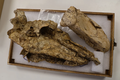 Một nhóm nhà cổ sinh vật học từ Đại học Flinders, bang Nam Australia, đã phát hiện hộp sọ nguyên vẹn đầu tiên của loài chim khổng lồ đã tuyệt chủng hơn 40.000 năm trước, có tên khoa học "Genyornis newtoni" (còn gọi là chim sấm). Ảnh: khoahocdoisong.vn