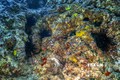 Những con nhím biển sắp chết ở độ sâu 10m dưới Địa Trung Hải, ngoài khơi bờ biển ở Batroun, Liban, ngày 7/1/2024. Ảnh: AFP/TTXVN