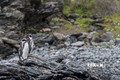 Chim cánh cụt Humboldt trên đảo Damas, vùng Coquimbo, Chile. Ảnh: AFP/TTXVN