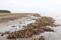 Tại xã Diễn Kim, là 1 trong 8 xã ven biển, bãi ngang của huyện Diễn Châu (Nghệ An), hơn 1 tuần qua, rác thải cũng ngập tràn bờ biển trên diện tích rộng lớn, kéo dài hơn 6km nối dài từ cửa biển Lạch Vạn qua địa phận các xóm, làng biển. Ảnh: Xuân Tiến - TTXVN