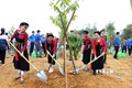 Người dân tỉnh Tuyên Quang hưởng ứng Đề án trồng một tỷ cây xanh. Ảnh: Quang Cường – TTXVN