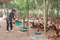 Nhờ vốn chính sách, hộ dân xã Quyết Thắng (Lạc Sơn) đầu tư nuôi gà thả vườn đem lại hiệu quả kinh tế cao. Ảnh: baohoabinh.com.vn