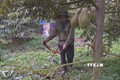 Ông Vũ Xuân Hợi ở ấp 54, xã Lộc An (huyện Lộc Ninh) chăm sóc vườn sầu riêng trong giai đoạn đậu trái. Ảnh: K GỬIH-TTXVN
