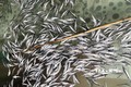 Lai Châu: Vào cuộc làm rõ nguyên nhân 11 tấn cá tầm chết trắng bụng