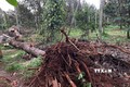 Mưa lớn kèm lốc xoáy gây nhiều thiệt hại tại Đắk Lắk