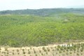 Diện tích rừng thuộc địa bàn quản lý của Ban Quản lý rừng phòng hộ Ia Puch, huyện Chư Prông, tỉnh Gia Lai bị phá trắng để chiếm đất trồng cao su suốt hơn 10 năm qua. Ảnh: TTXVN phát