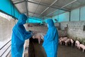 Bắc Kạn tăng cường các biện pháp phòng chống dịch tả lợn châu Phi