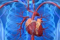 Phát hiện mới gợi mở các phương pháp phục hồi tim mạch hiệu quả