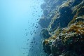 Phát hiện oxy dưới đáy đại dương có thể viết lại lịch sử Trái Đất
