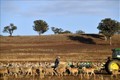 Cảnh khô hạn trên đồng cỏ ở Duri, New South Wales, Australia. Ảnh: AFP/TTXVN