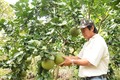 Mô hình trồng bưởi cho hiệu quả cao của một nông hộ người Hoa ở huyện Định Quán (Đồng Nai). Ảnh: An Hiếu
