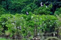 北宁省重视东川鹭鸶园生物多样性保护工作
