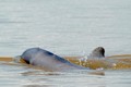 柬埔寨的4个伊洛瓦底江海豚保护区申请列入世界文化遗产