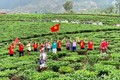 越南幸福指数在亚洲排名第二