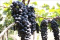 宁顺省着重研发优质酿酒葡萄品种