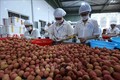 将越南水果出口带入美国的连锁超市销售的一大步