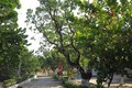 海军第4区接收1.5万棵果树树苗以绿化长沙岛县