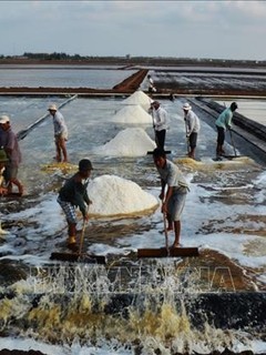 Diêm dân huyện Đông Hải, tỉnh Bạc Liêu thu hoạch muối. Ảnh: Huỳnh Sử - TTXVN
