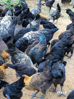 Nhiều giống gà mang lại giá trị kinh tế cao cho người chăn nuôi ở Quảng Ngãi