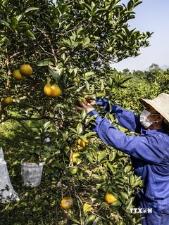 Mô hình kinh tế tập thể giúp nông dân tỉnh Hòa Bình làm giàu