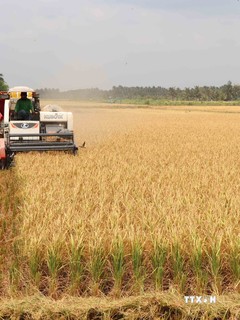 Trà Vinh xây dựng thương hiệu, hình thành liên kết chuỗi giá trị sản phẩm lúa và dừa