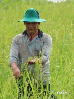 An Giang nghiên cứu 2 giống lúa lai có khả năng nhân rộng trong mùa nước nổi