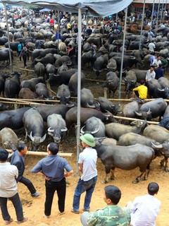 Nghiên Loan, chợ gia súc lớn nhất vùng cao Bắc Kạn 