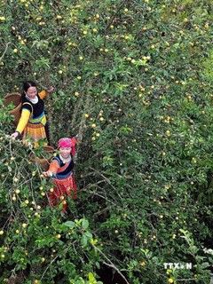  Mùa thu hoạch sơn tra ở huyện Bắc Yên