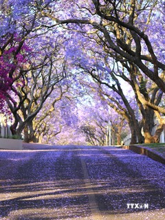 Bình minh rực rỡ sắc tím hoa Jacaranda ở thủ đô Pretoria, Nam Phi 