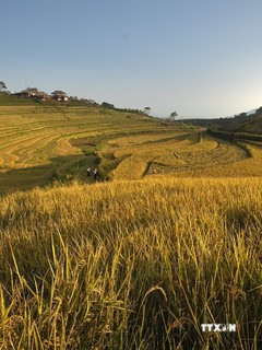 Mùa lúa chín trên những thửa ruộng bậc thang Miền Đồi 