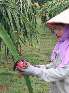 Biến đất bạc màu thành vùng cây ăn quả trù phú