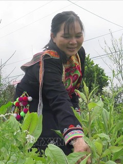 Nhiều mô hình, cách làm hay của phụ nữ dân tộc thiểu số Phú Yên giúp nhau phát triển kinh tế