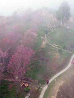 Rực rỡ sắc hoa trên đèo Pha Đin