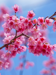 Vẻ đẹp của hoa anh đào tại Mộc Châu (Sơn La). Ảnh: Khánh Hoà – TTXVN