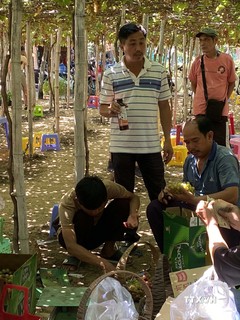 Các thành viên Hợp tác xã ở huyện Ninh Hải trồng nho kết hợp với phát triển du lịch. Ảnh: Công Thử - TTXVN