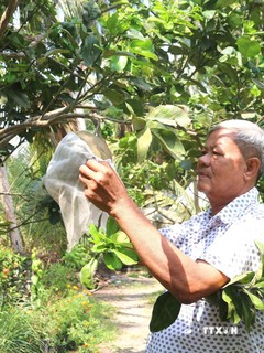 Ông Kim Ruône, Bí thư chi bộ ấp Bót Chếch, xã Lương Hòa, huyện Châu Thành là người có uy tín vùng đồng bào dân tộc Khmer chăm sóc vườn cây ăn trái của gia đình. Ảnh: Thanh Hòa - TTXVN
