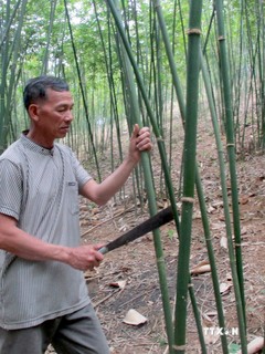 Nhiều hộ dân ở Thanh Hóa giảm nghèo nhờ trồng cây vầu