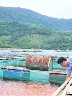 Mô hình nuôi cá lồng bè trên lòng hồ Định Bình, xã Vĩnh Hảo, huyện Vĩnh Thạnh, tỉnh Bình Định. Ảnh: thuysanvietnam.com.vn