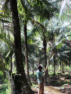 Tiền Giang khẩn trương dập dịch sâu đầu đen hại dừa