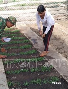 Các chiến sĩ Tiểu đoàn Huấn luyện cơ động, Bộ chỉ huy Biên phòng tỉnh Gia Lai hướng dẫn người dân kiến thức trồng trọt. Ảnh: TTXVN phát