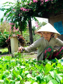 Mô hình trồng rau màu đã góp phần giảm nghèo, cải thiện đời sống cho đồng bào Khmer ở ấp Đồng Tranh, xã Vĩnh Bình Bắc, huyện Vĩnh Thuận (Kiên Giang).