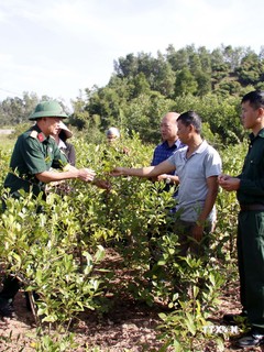 Mô hình trồng cây dược liệu thoát nghèo của gia đình ông Bàng Văn Vi xã Tuấn Đạo, huyện Sơn Động, tỉnh Bắc Giang. Ảnh: Đồng Thúy-TTXVN