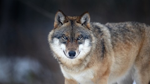 Nghiên cứu về chuyến đi xuyên châu Âu dài nhất của loài sói