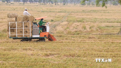 Xử lý rơm sau thu hoạch nâng cao thu nhập và hiệu quả sản xuất lúa ở Đồng Tháp