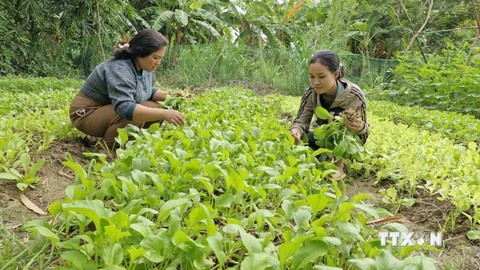 Dạy nghề, tạo việc làm ổn định cho đồng bào dân tộc thiểu số ở Gia Lai