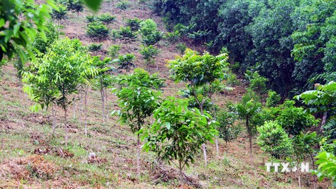 Xã hội hóa nguồn lực phục hồi rừng đầu nguồn sông Gianh