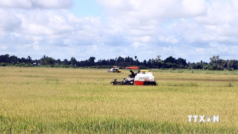 Phát triển mạnh diện tích sản xuất lúa đặc sản tại Sóc Trăng