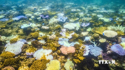 San hô bị tẩy trắng quanh đảo Lizard trên Rạn san hô Great Barrier, Australia ngày 5/4/2024. Ảnh: AFP/TTXVN