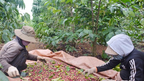 Vườn cà phê 1,1 ha của ông Triệu Văn Phúc, thành viên Hợp tác xã Nông nghiệp và Dịch vụ Bình Minh cho sản lượng 5 tấn cà phê nhân, đem lại thu nhập cao cho gia đình. Ảnh: Hoài Thu